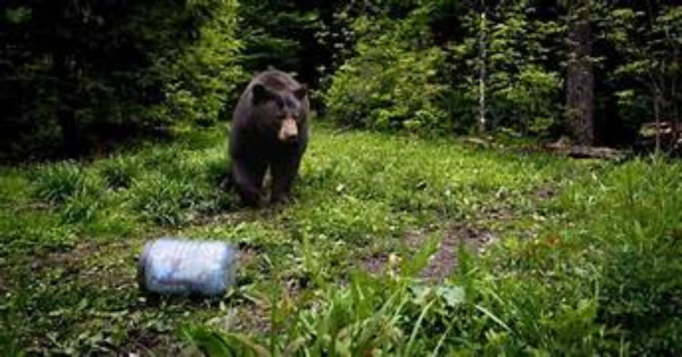 BEARVAULT