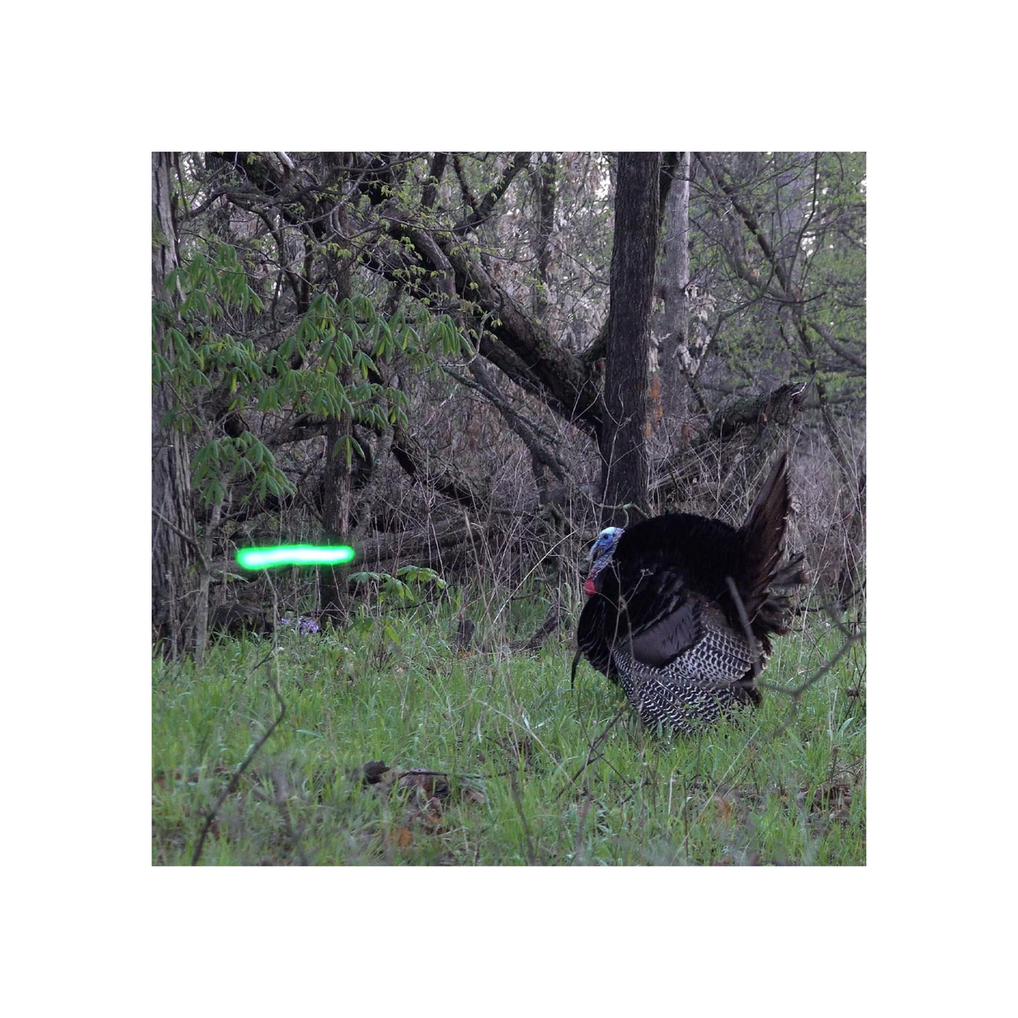 Nockturnal Lighted X Knocks